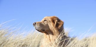 Cani e gatti, i pericoli nascosti in cucina