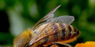 Coldiretti: SOS api con clima pazzo. Nel veneziano a rischio la produzione di miele d’acacia