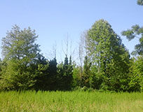 Mestre sempre più verde, 104 ettari di bosco in più