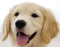 Cani: l’appello dei Veterinari dell’Ulss 3 e le regole da seguire finché dura il caldo Un cane - foto di repertorio