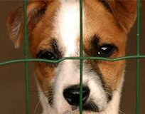 Maltrattava i cani, imprenditore patteggia