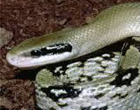 Catturato a Vo’ Euganeo serpente di 2 metri