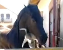 Un amore impossibile, ma che tenerezza!