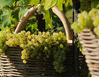 L’export trevigiano tira, bene tessile e prosecco