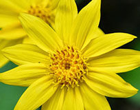 Tutti i segreti dell’arnica, efficace non solo sui traumi