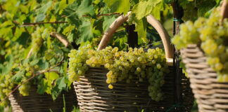 Vendemmia 2023: ecco che cosa preoccupa le aziende vitivinicole Vendemmia - foto di repertorio