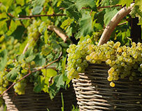 Prosecco: una vendemmia record e di qualità