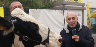 Vacche davanti alla Coop, protesta della Coldiretti