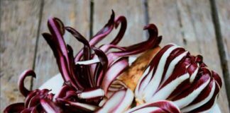 Fiori d’Inverno: arriva l’antica mostra e si tinge di rosso