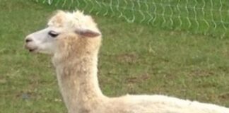 Allevare alpaca a Treviso