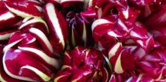 Falso Radicchio Rosso di Treviso in Australia