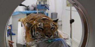 Un paziente molto speciale sottoposto a TAC all’ospedale di Padova