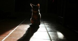 Anziana si toglie la vita insieme al gatto