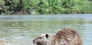 Record nutrie, oltre 150mila esemplari nel Veneto Orientale