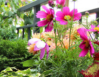 Speciale CASA e Fai Da Te: Voglia di Primavera!