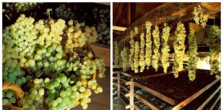 Nasce il Boschera, nuovo gioiello in campo vinicolo