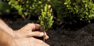 San Donà, in arrivo 750 alberi con la campagna di Veneto Agricoltura