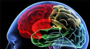 Le 5 Leggi Biologiche: la Terza legge
