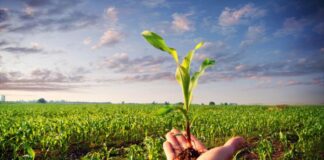 Agricoltura biologica, è la soluzione? Un terreno agricolo (foto di repertorio)