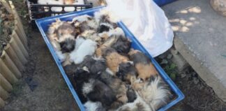 All’SOS Natura un altro raid nella notte