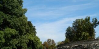 Via ai tagli di 19 alberi dai bastioni di Treviso