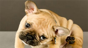 Zecche e Pulci: scomodi ospiti primaverili del cane