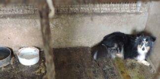 Detenuti tra immondizia e feci, poi venduti online