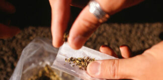 Intensificazione dei controlli antidroga a Treviso Un individuo intento a rollare uno spinello (foro d'archivio)