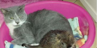 Parla la donna che ha adottato la nutria