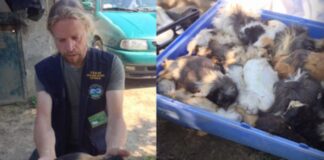 Massacro animali a Spinea