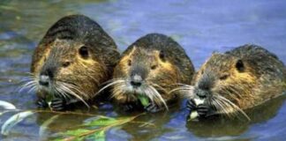 Sterminio nutrie in Veneto è legge