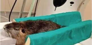 Nutria investita da un’auto viene adottata e portata dal veterinario