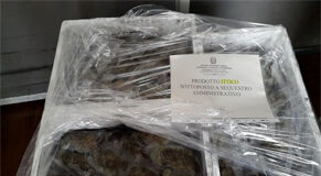 Allarme illegalità nel mercato ittico veneto: Chioggia nuovamente nell’occhio del ciclone