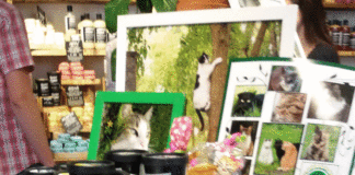 Raccolta fondi per I Mici del Forte con Lush – Tante le richieste di volontariato