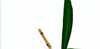 SOL Expo a Verona: business e cultura dell’olio Made in Italy