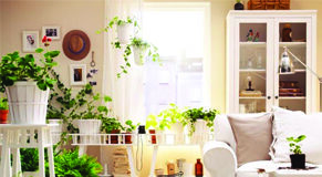 Le piante che migliorano la vita