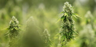 Arriva la cannabis di Stato, la prima farmacia in Veneto