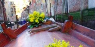 Vendita abusiva di mimose, sequestrati a Venezia 2.000 mazzetti