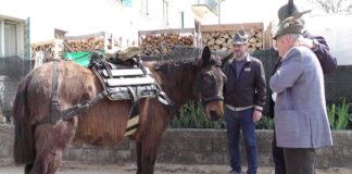 ARRIVA IROSO, L’ULTIMO MULO ALPINO