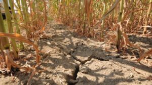 Effetti della siccità in un campo (foto d'archivio)