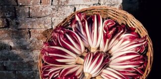Al via a Mogliano la 39° Mostra del Radicchio Rosso e dei Prodotti Tipici Regionali – “Fiori d’Inverno” Radicchio rosso - foto di repertorio