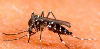 La West Nile non si ferma: ancora 3 casi in territorio Ulss2 Zanzara Tigre