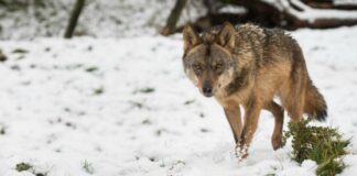 LUPO: REGIONE VENETO A BRUXELLES, “IN VENETO 38 ESEMPLARI, 258 CAPI DI BESTIAME UCCISI IN NOVE MESI: L’EUROPA MODIFICHI LA DIRETTIVA, IL LUPO NON E’ A RISCHIO ESTINZIONE”