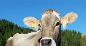 A NATALE REGALA UNA MUCCA