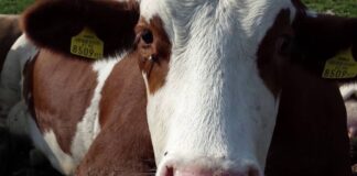 TG+ TRAVEL 21 DICEMBRE – A NATALE REGALA UNA MUCCA