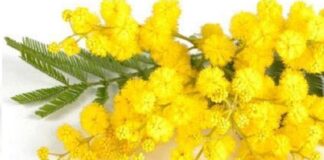 Marzo mese della Donna. E i nostri focus in questa settimana saranno dedicati al pianeta femminile.