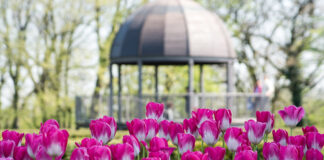 TULIPANO CHE PASSIONE