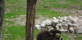 Monitoraggio genetico, intesa tra Regioni per gli orsi