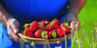 CON IL NASO NELLE FRAGOLE