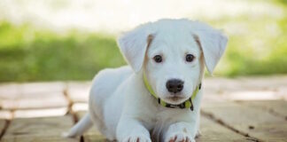 La campagna del comune di Resana contro l’abbandono degli animali